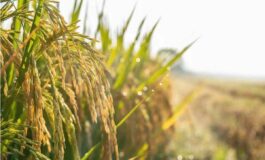 Agroalimentare Ismea superati sistema dei bandi per finanziamenti a condizioni di mercato 265x160