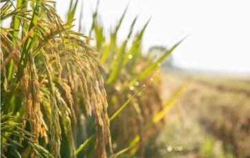 Agroalimentare Ismea superati sistema dei bandi per finanziamenti a condizioni di mercato 364x230