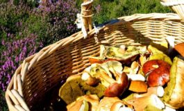 Alimenti torna la raccolta di funghi tossicologo Mannaioni controllateli sempre 265x160