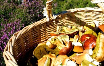 Alimenti torna la raccolta di funghi tossicologo Mannaioni controllateli sempre 364x230