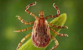 Allarme Altnv il nuovo virus dalle zecche cosa sapere 265x160