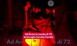 Anzio sono nate 72 tartarughe di caretta caretta adnkronos carettacaretta tartaruga 265x160