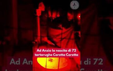 Anzio sono nate 72 tartarughe di caretta caretta adnkronos carettacaretta tartaruga 364x230
