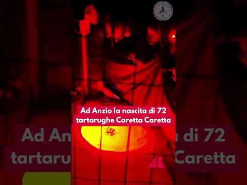 Anzio, sono nate 72 tartarughe di caretta caretta  #adnkronos #carettacaretta #tartaruga