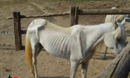 Asti 12 cavalli denutriti salvati da allevamento e trasferiti nel varesotto 265x160