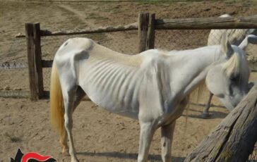 Asti 12 cavalli denutriti salvati da allevamento e trasferiti nel varesotto 364x230