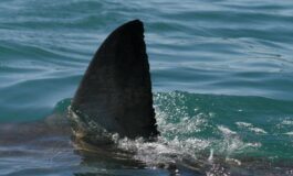 Australia squalo attacca e uccide nuotatore a Perth 265x160