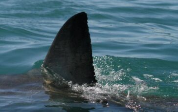 Australia squalo attacca e uccide nuotatore a Perth 364x230