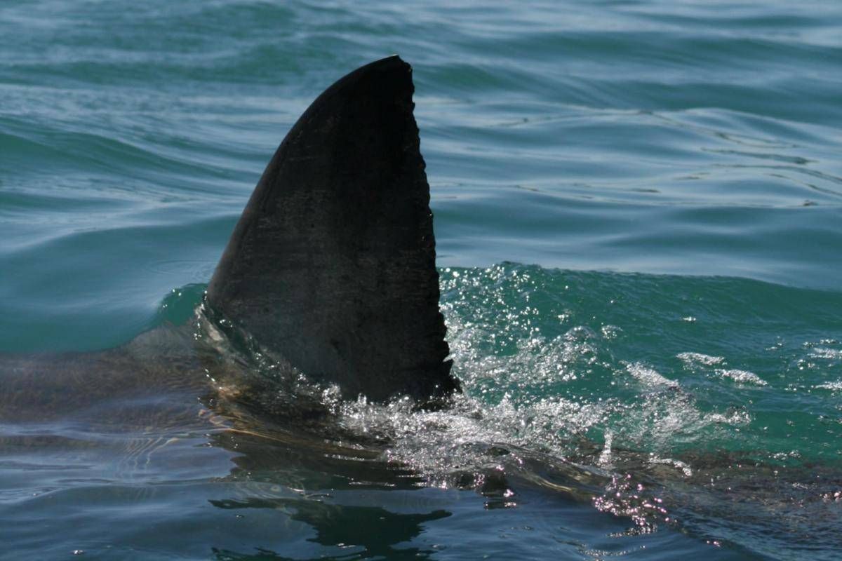 Australia, squalo attacca e uccide nuotatore a Perth