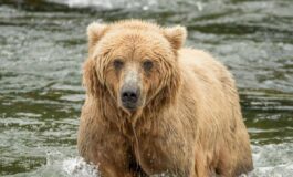 Backpack e lorso piu grasso dellAlaska eletto il vincitore del concorso Fat Bear Week 265x160