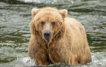 Backpack e lorso piu grasso dellAlaska eletto il vincitore del concorso Fat Bear Week 364x230