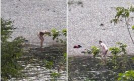 Bagno senza veli nel Brenta due uomini entrano in acqua nonostante il divieto 265x160