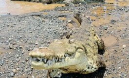 Brisbane 2032 ok al fiume dei coccodrilli gare di canottaggio si faranno sul Fitzroy 265x160