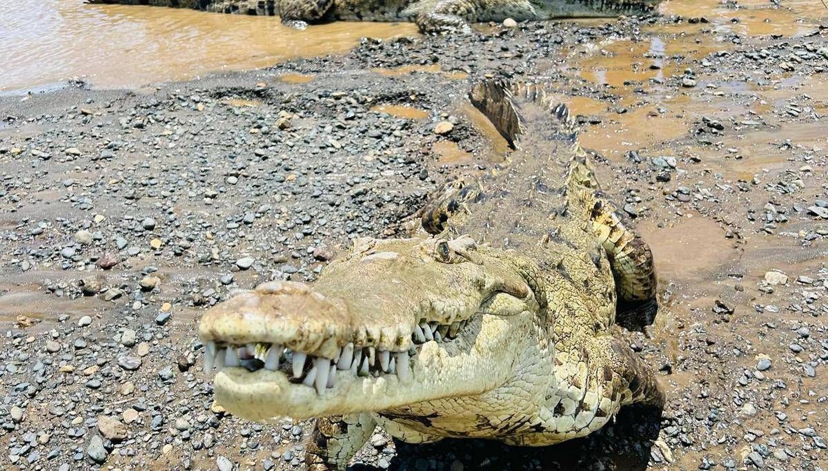 Brisbane 2032, ok al fiume dei coccodrilli: gare di canottaggio si faranno sul Fitzroy