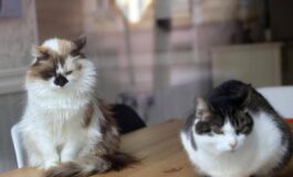 Da randagi a pattuglia anti topi famiglia di gatti diventa star in aeroporto cinese 265x160