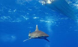 Dramma in Australia si tuffa in mare e viene ucciso da uno squalo chiuse tutte le spiagge 265x160