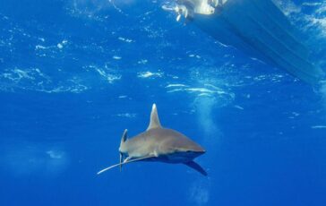 Dramma in Australia si tuffa in mare e viene ucciso da uno squalo chiuse tutte le spiagge 364x230
