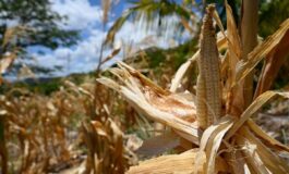 El Nino e lallarme Ocse Al 95 sara molto intenso impatto su raccolti e prezzi alimentari 265x160