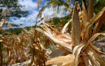 El Nino e lallarme Ocse Al 95 sara molto intenso impatto su raccolti e prezzi alimentari 364x230
