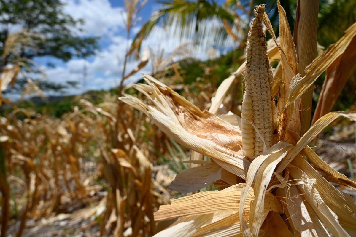 El Niño e l'allarme Ocse: "Al 95% sarà molto intenso, impatto su raccolti e prezzi alimentari"