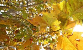 Entra lautunno dallimmunologo le 10 regole a tavola per rieducare lorganismo 265x160