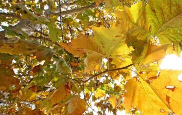 Equinozio dAutunno con calo delle temperature minime piogge venerdi poi weekend di sole 364x230
