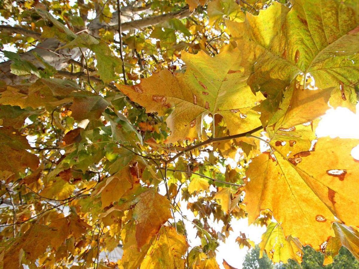 Equinozio di autunno 2026, quando arriva? L'estate ha le ore contate
