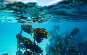 In Alaska un 15enne sopravvive due giorni in mare aggrappato a barca capovolta morto il fratello 364x230