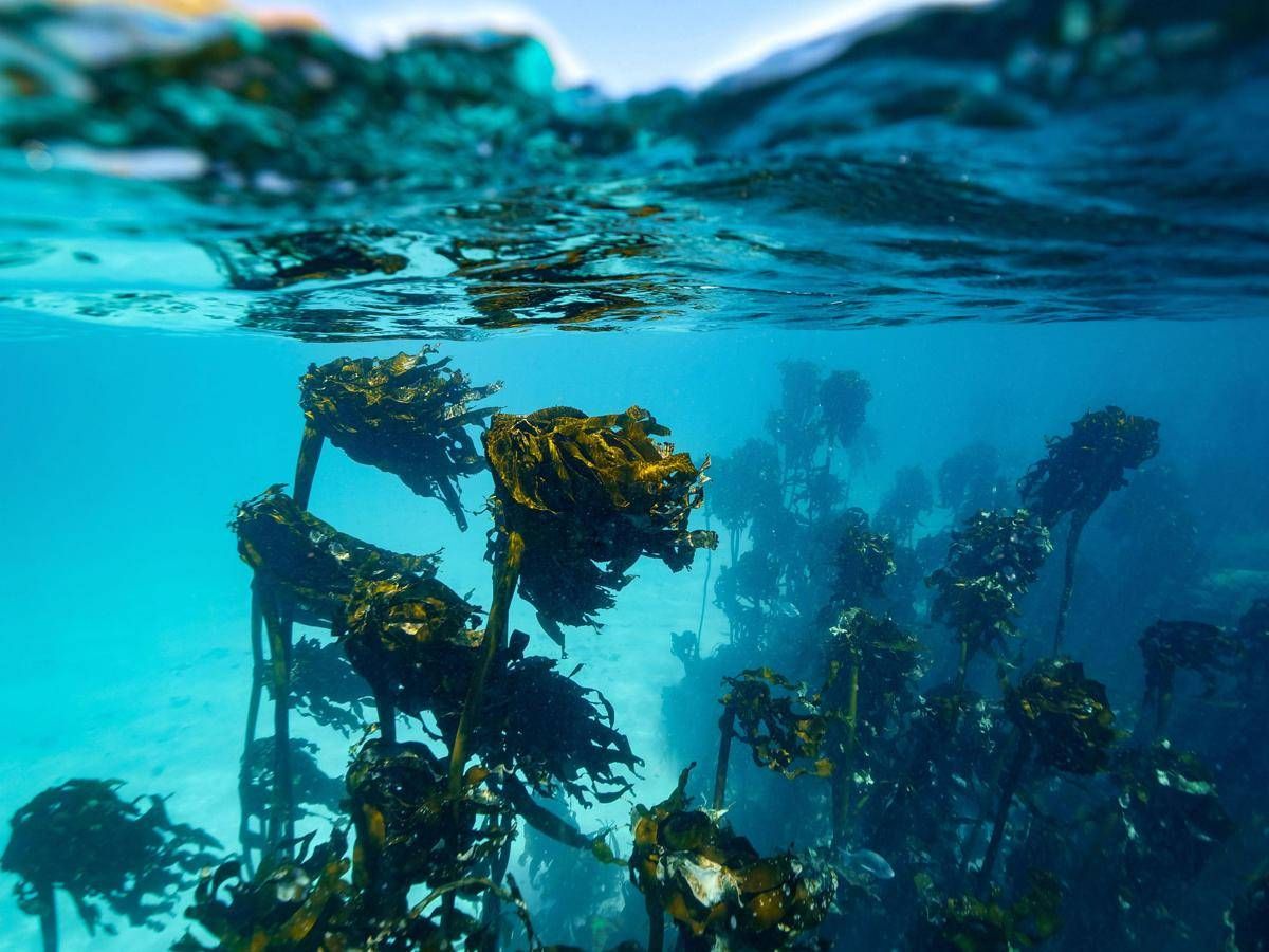 In Alaska un 15enne sopravvive due giorni in mare aggrappato a barca capovolta: morto il fratello