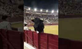 Paura in Spagna il toro salta la recinzione e finisce tra il pubblico durante la corrida 265x160