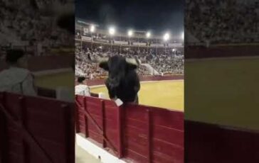 Paura in Spagna il toro salta la recinzione e finisce tra il pubblico durante la corrida 364x230