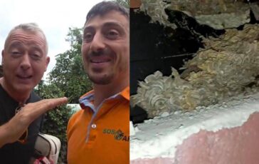 Pierluigi Diaco e Alessio Orsingher punti dalle vespe in casa interviene il disinfestatore Nido enorme 364x230