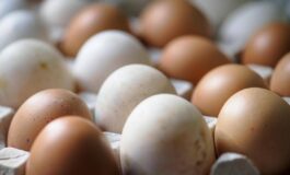 Rischio salmonella ritirato lotto di uova Selex 265x160
