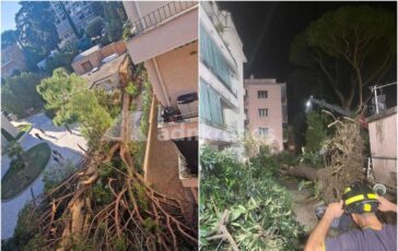 Roma pino secolare cade su un palazzo in zona Salaria residenti bloccati 364x230