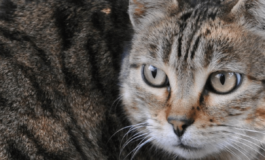 Scoperta nuova specie di felino selvatico si trova in Bolivia e il gatto Tilcayo 265x160