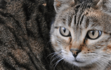 Scoperta nuova specie di felino selvatico si trova in Bolivia e il gatto Tilcayo 364x230