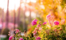 Una nonna cura un giardino per 20 anni ma il Comune vuole smantellarlo 265x160
