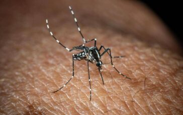 Usutu in Italia un altro virus trasmesso dalle zanzare i sintomi 364x230
