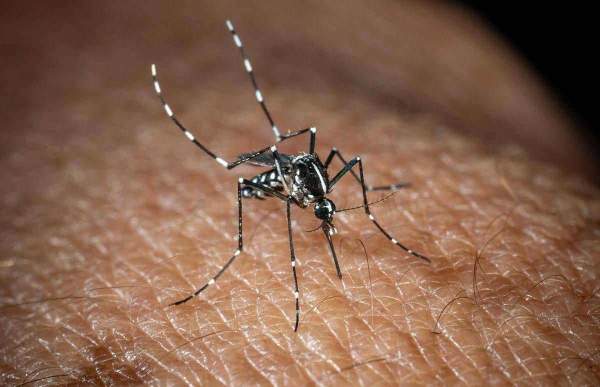 Usutu in Italia, un altro virus trasmesso dalle zanzare: i sintomi