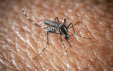 west nile a oristano morta unaltra persona e la quarta vittima del virus nella provincia 2