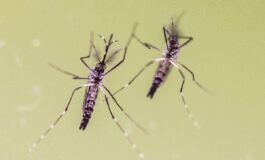 Zanzare e virus cresce lattenzione in Italia 700 casi di West Nile e 312 di Dengue 265x160