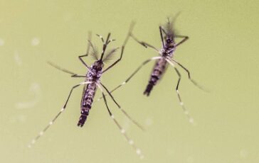 zanzare e virus cresce lattenzione in italia 700 casi di west nile e 312 di dengue 2