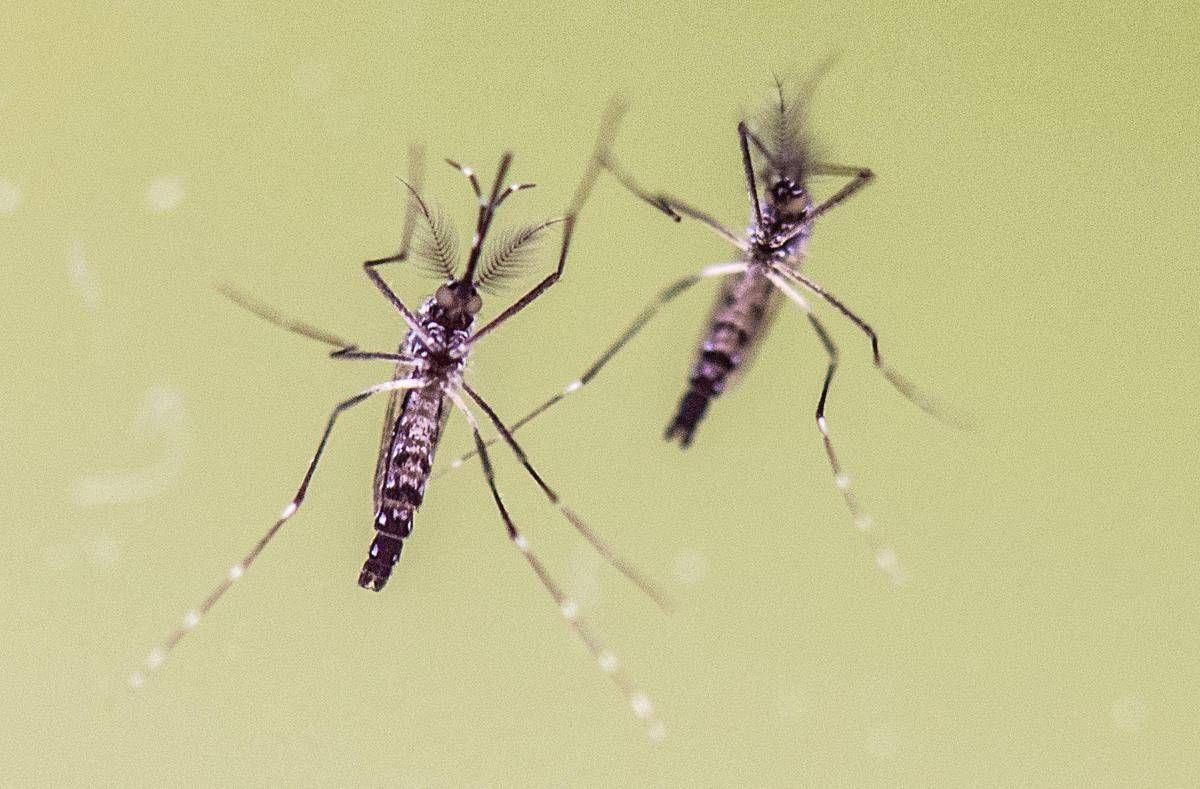 Zanzare e virus, cresce l'attenzione in Italia: 700 casi di West Nile e 312 di Dengue
