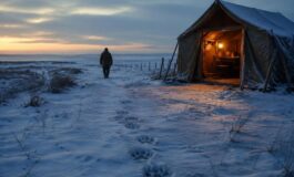 Attacchi di orsi e polemiche politiche in Siberia e nella Volga