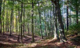 famiglia nel bosco bambini
