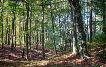 famiglia nel bosco bambini