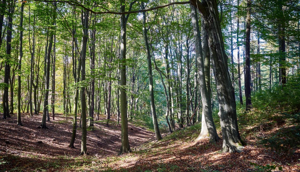 Famiglia nel bosco, i tre bambini incontrano i genitori: "Hanno urlato di gioia"