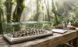 Il tilcayo, nuovo gatto-tigre degli Yungas boliviani