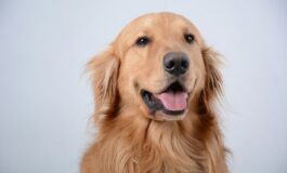 Golden retriever ladro