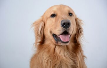 Golden retriever ladro